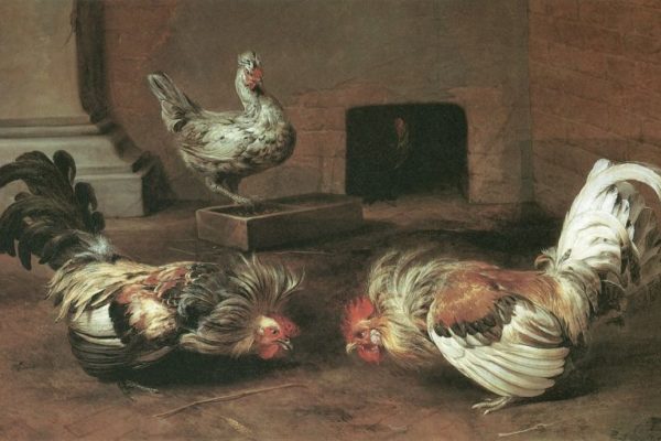 A cock fight