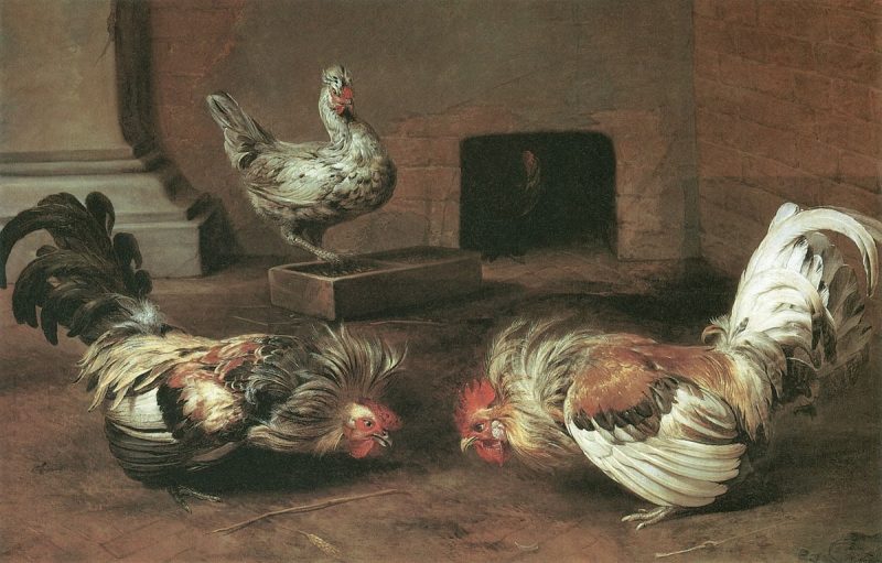 A cock fight