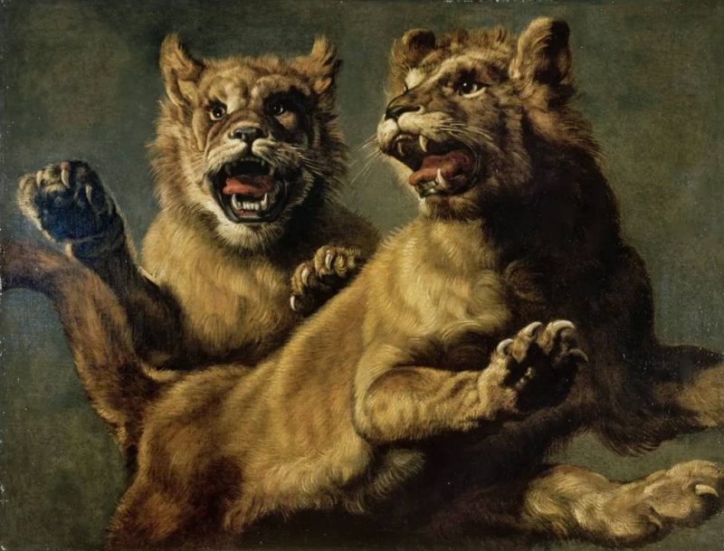 Two Young Lions Jumping by Frans Snyders, 1630.