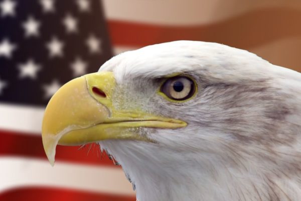 A white-headed eagle against the US flag