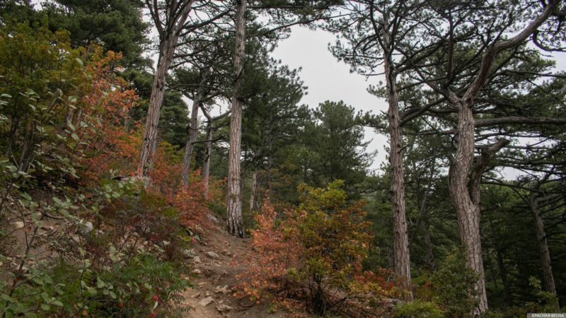 Crimean pines. Crimea