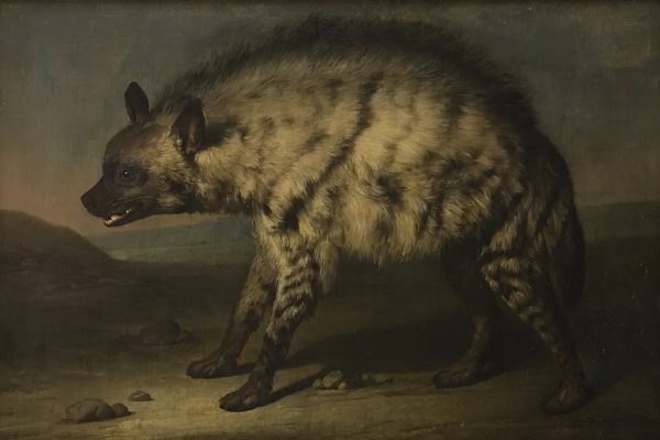 Jens Juel - The hyena in the menagerie at Frederiksberg Castle. 1767. Hyena of Europe