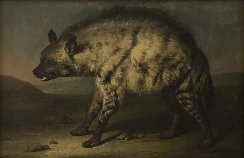 Jens Juel - The hyena in the menagerie at Frederiksberg Castle. 1767. Hyena of Europe