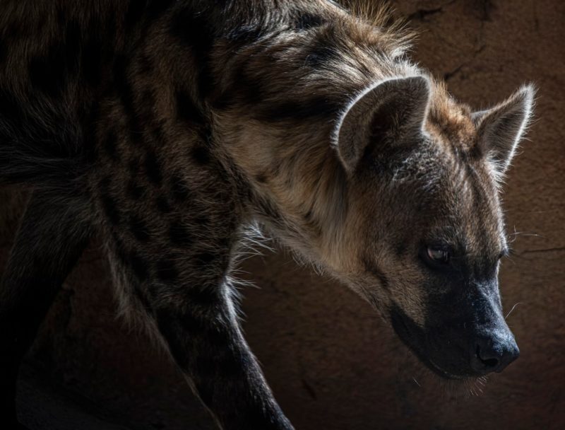 Hyena