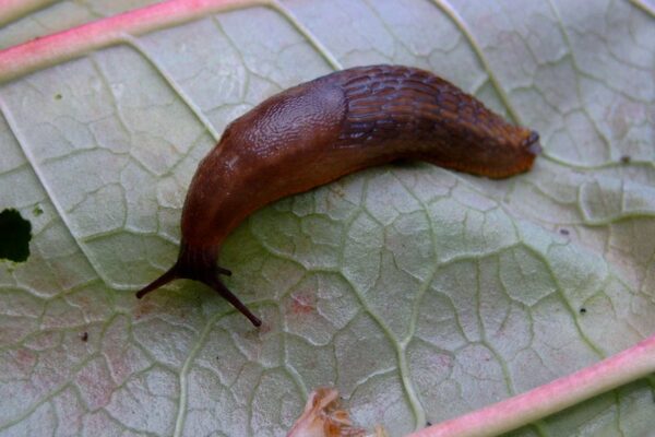 slug