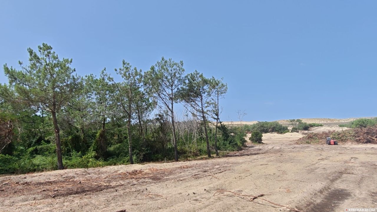 Image by Rossa Primavera News Agency A clearing. A firebreak.