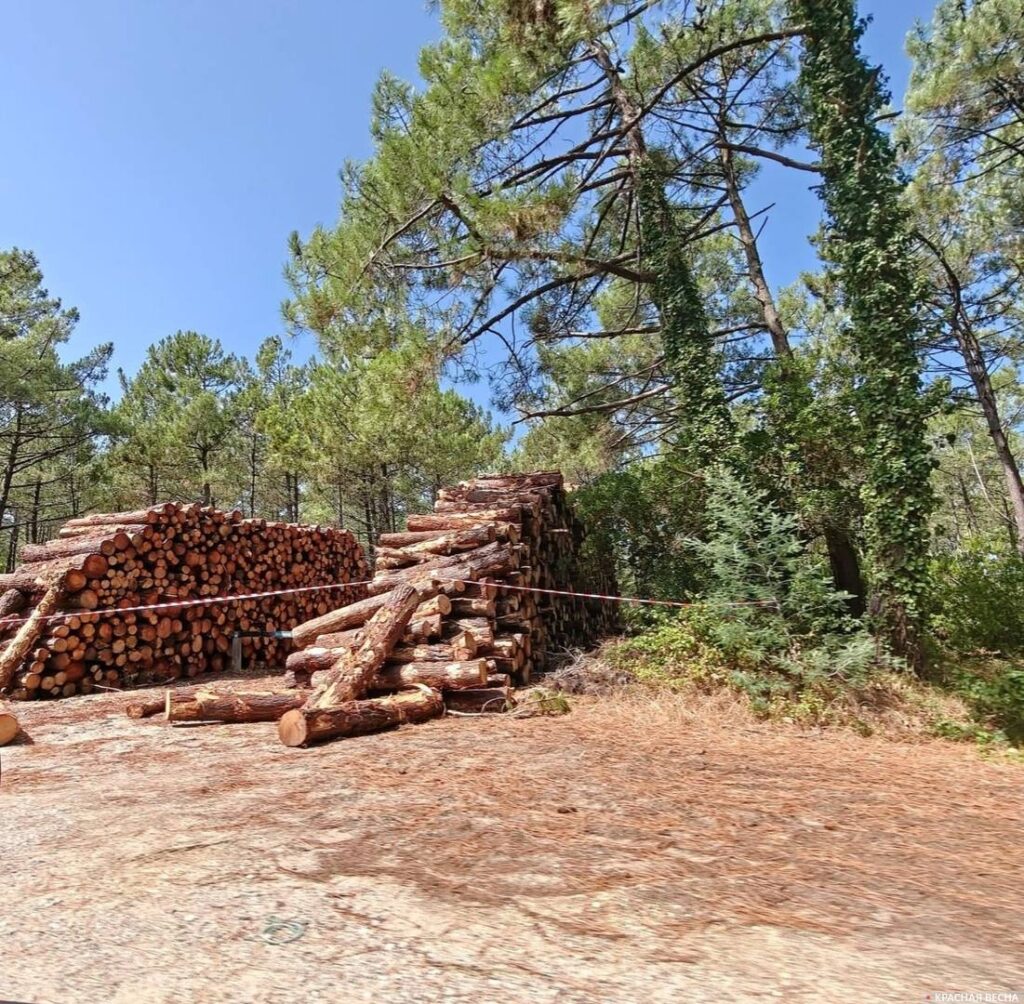 Image by Rossa Primavera News Agency Forest cut down in a clearing. Forest fires in France