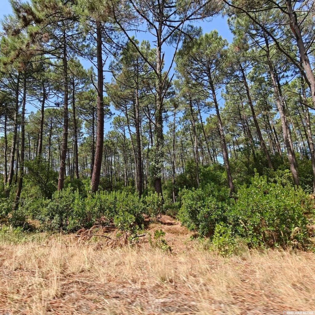Image by Rossa Primavera News Agency The Landes Forest